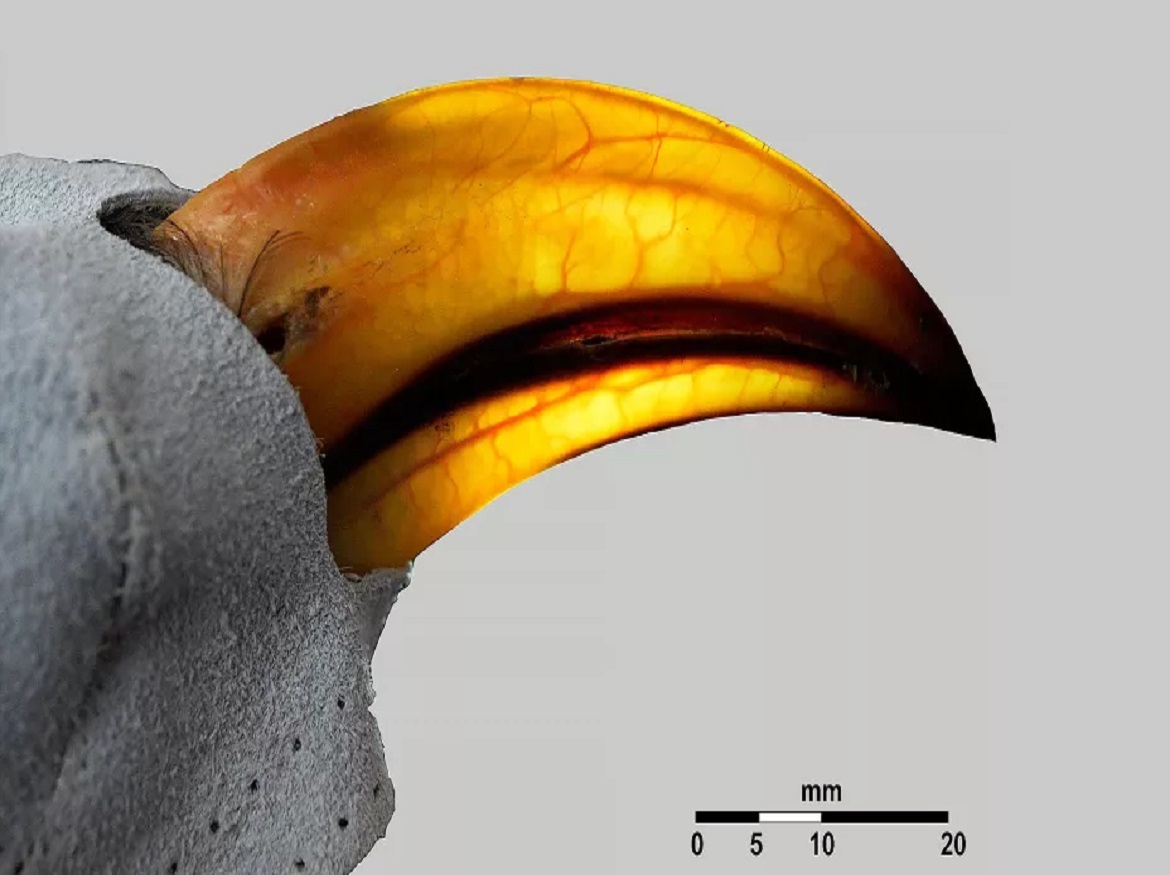 Artec Space Spider helping measure the shape-shifting of birds responding to climate change